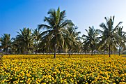 Agriculture